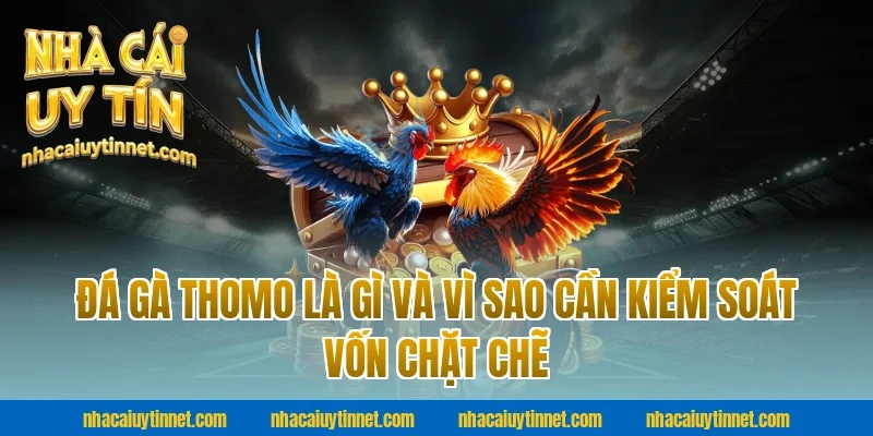 Đá Gà Thomo Là Gì Và Vì Sao Cần Kiểm Soát Vốn Chặt Chẽ