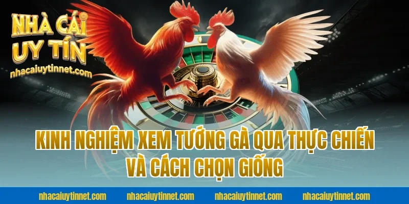 Kinh nghiệm xem tướng gà qua thực chiến và cách chọn giống