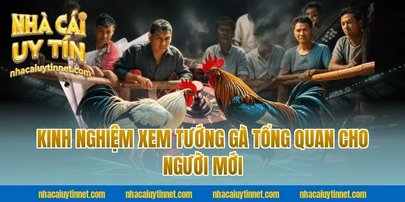 Kinh nghiệm xem tướng gà tổng quan cho người mới